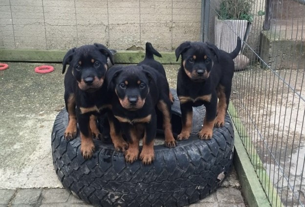 Rottweiler-Welpen verfügbar Magdeburg - photo 2