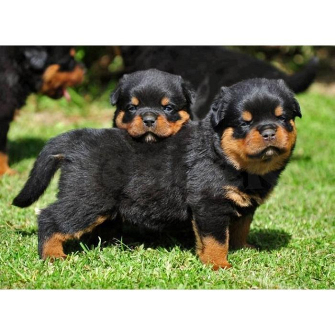 Rottweiler-Welpen verfügbar Magdeburg - photo 1