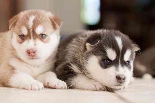 Siberian Husky Welpen verfügbar Висбаден