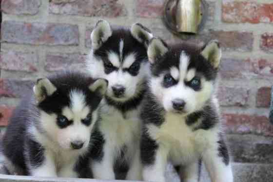 Siberian Husky Welpen verfügbar Висбаден