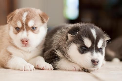 Siberian Husky Welpen verfügbar Висбаден - изображение 1