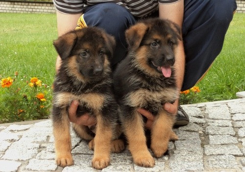 Deutsche Schäferhundwelpen zu verkaufen Wiesbaden - photo 2