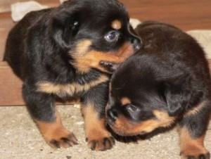 Rottweiler-Welpen Wiesbaden - photo 1