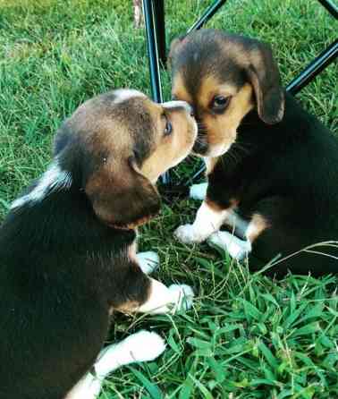 Wunderschöne Beagle-Welpen verfügbar Hannover