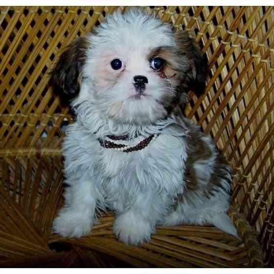 Wunderschöne Imperial Shih Tzu-Welpen zur Adoption Штутгарт