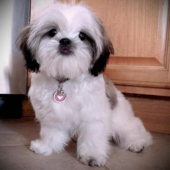 Wunderschöne Imperial Shih Tzu-Welpen zur Adoption Штутгарт - изображение 1