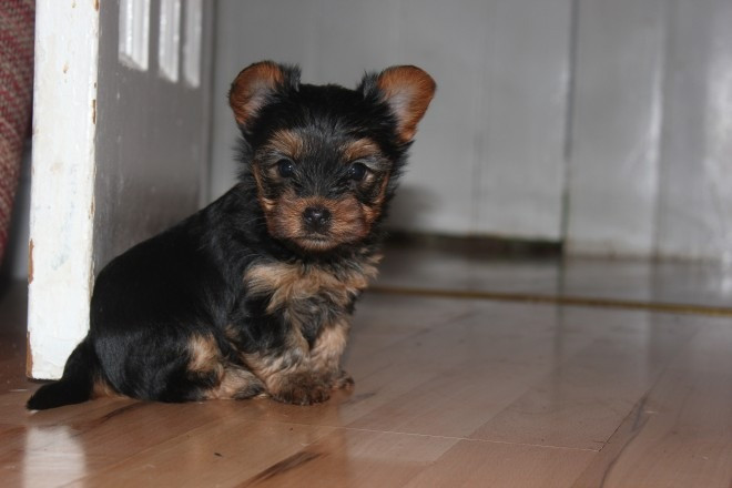 Süße und entzückende Yorkie-Welpen zur Adoption Wiesbaden - photo 2