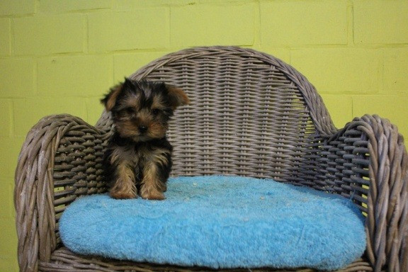 Süße und entzückende Yorkie-Welpen zur Adoption Wiesbaden - photo 1