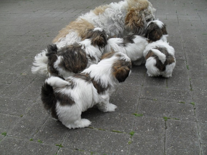 Gut ausgebildete Shih-Tzu-Welpen Bremen - photo 1