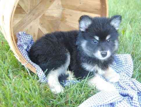 Gut ausgebildete Pomeranian-Welpen zu verkaufen Бремен