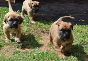 Gut ausgebildete Bordeauxdoggen-Welpen zu verkaufen Erfurt - photo 1