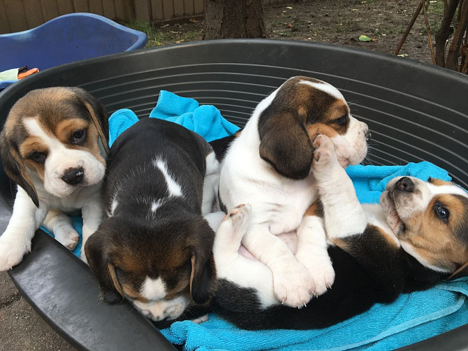 Gut ausgebildete Beagle-Welpen zu verkaufen Bremen - photo 2