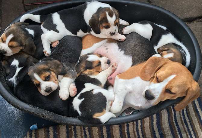 Gut ausgebildete Beagle-Welpen zu verkaufen Bremen - photo 1