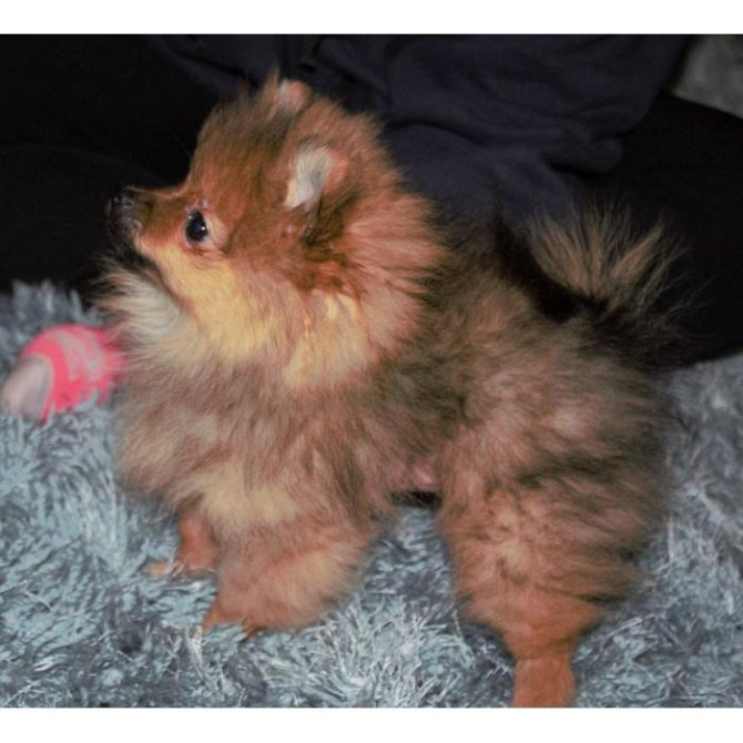 Gut ausgebildete Pomeranian-Welpen zu verkaufen Potsdam - photo 1