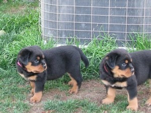 Gut ausgebildete Rottweiler-Welpen zu verkaufen Bremen - photo 1