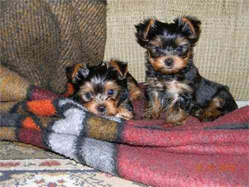 Gut ausgebildete Teacup-Yorkie-Welpen verfügbar Zu verkaufen Bremen