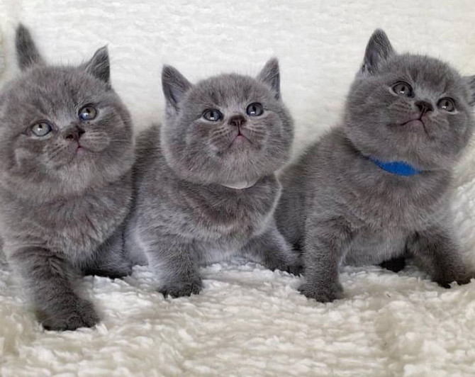 GCCF Blue British Shorthair Kittens. Hamburg - photo 1