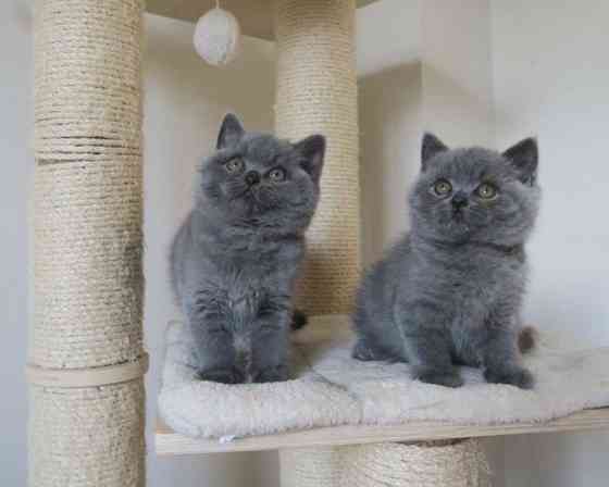 British Shorthair kittens Мюнхен