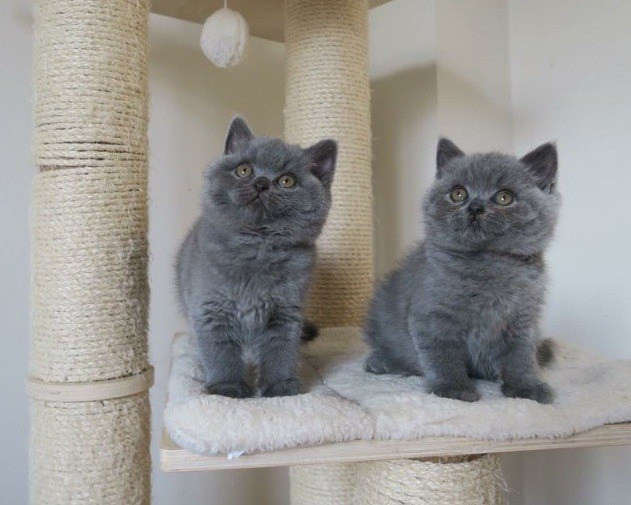 British Shorthair kittens Munich - photo 1