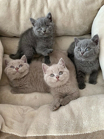 British Shorthair kittens Stuttgart - photo 1