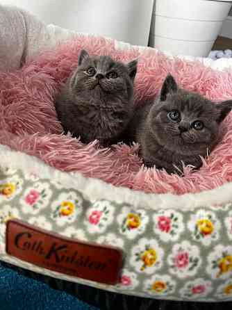 British Shorthair kittens Ганновер