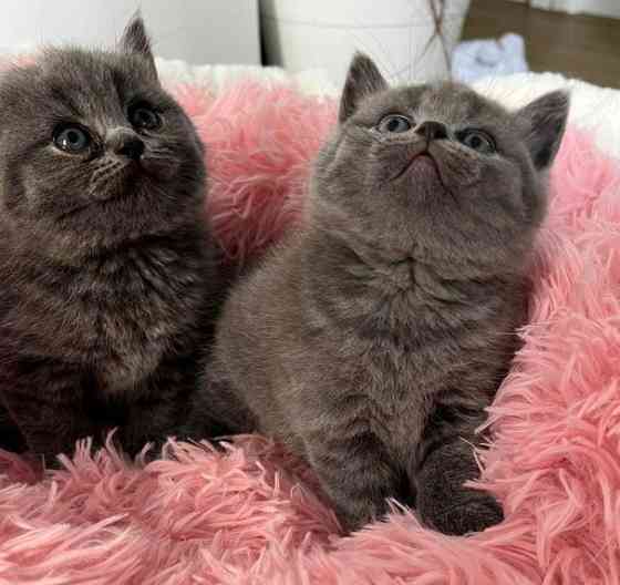 British Shorthair kittens Ганновер