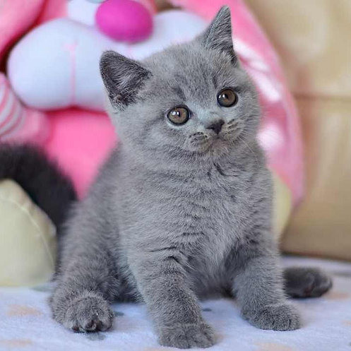 British Shorthair kittens Saarbruecken - photo 1