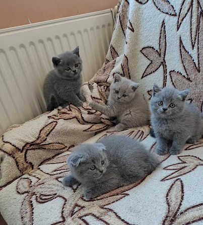 British Shorthair kittens Magdeburg - photo 1