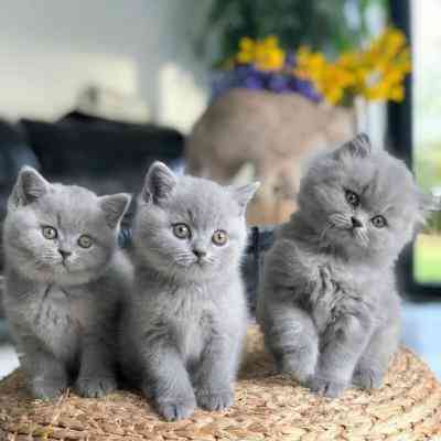 British Shorthair kittens Düsseldorf