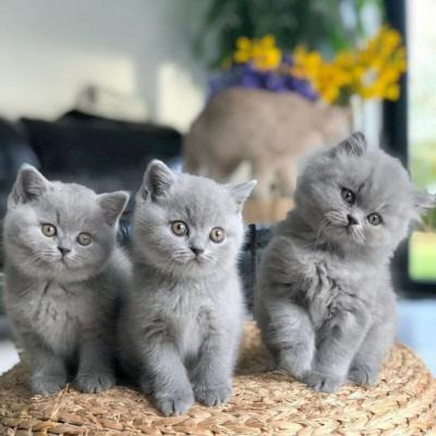 British Shorthair kittens Duesseldorf - photo 1