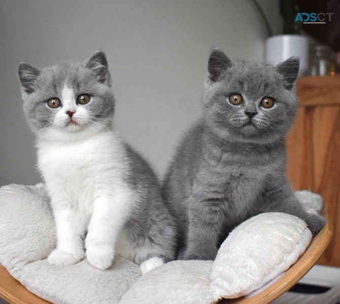 British Shorthair kittens Kaiserslautern - photo 1