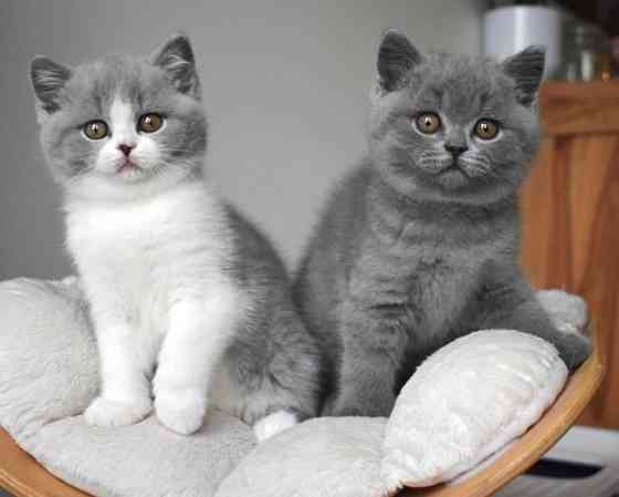 British Shorthair kittens Шверін