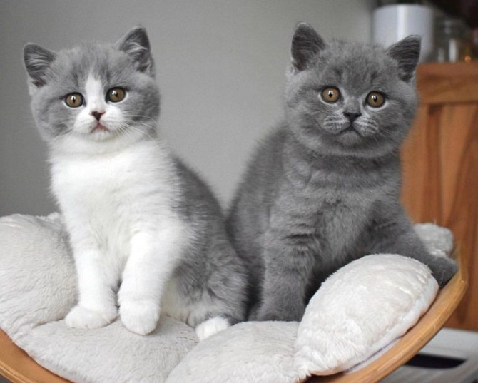 British Shorthair kittens Schwerin - photo 1