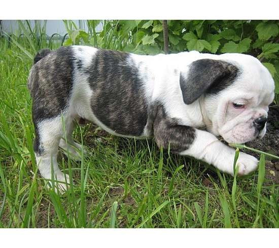 Gut ausgebildete Bulldoggenwelpen zu verkaufen Potsdam - photo 1