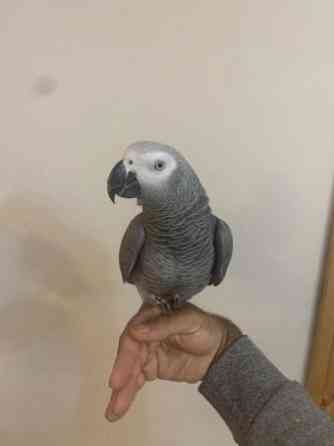 African Grey Parrots Stuttgart