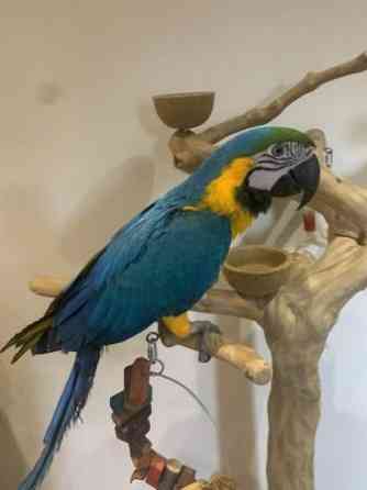 Amazing Talking Blue & Gold Macaw Parrots For Good Homes Dresden