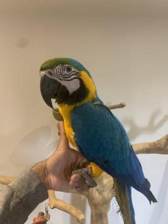 Amazing Talking Blue & Gold Macaw Parrots For Good Homes Дрезден - изображение 1