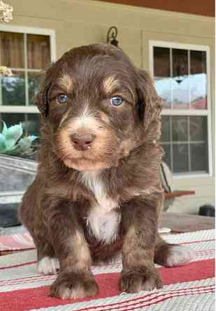 Aussiedoodle-Hund zu verkaufen Hamburg