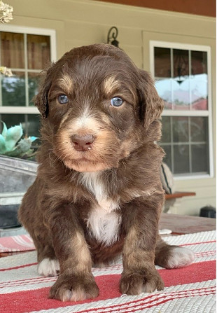 Aussiedoodle-Hund zu verkaufen Hamburg - изображение 1