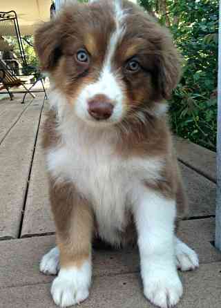 Australian Shepherd zu verkaufen Hannover