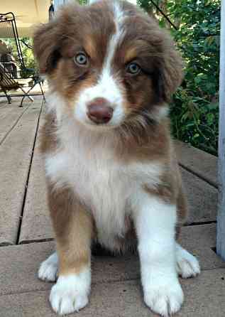 Australian Shepherd zu verkaufen Hannover