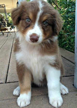 Australian Shepherd zu verkaufen Hannover - изображение 1