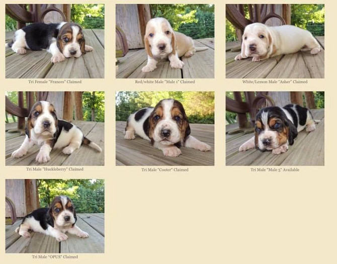 Basset Hound Welpen zu verkaufen Potsdam - изображение 1