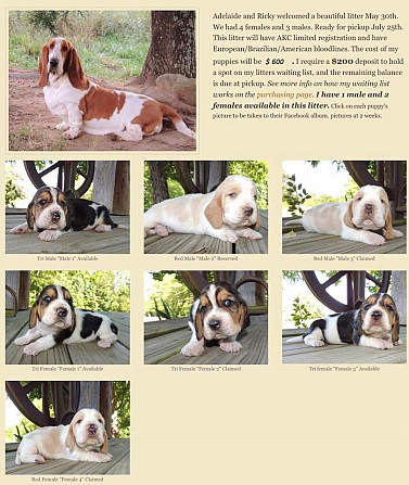 Basset Hound Welpen zu verkaufen Potsdam - изображение 2