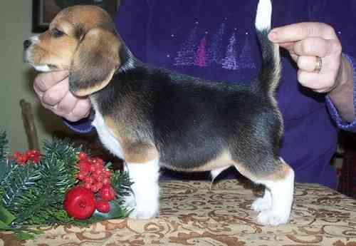 Beagle-Welpen zu verkaufen Saarbruecken