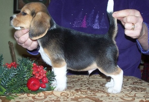 Beagle-Welpen zu verkaufen Saarbruecken - photo 2