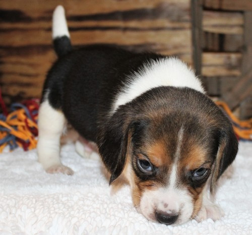 Beagle-Welpen zu verkaufen Saarbruecken - photo 3