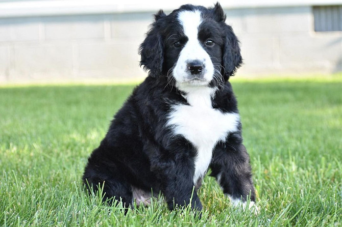 Bernedoodle-Welpen zu verkaufen Stuttgart - photo 1