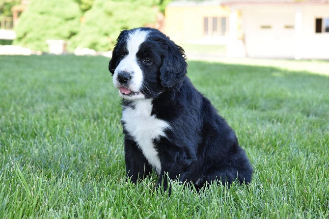 Bernedoodle-Welpen zu verkaufen Stuttgart - photo 2