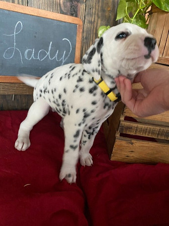 Dalmatinerhunde zu verkaufen Potsdam - photo 1